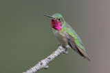 Broad-tailed Hummingbird