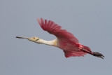 Roseate Spoonbill