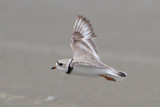 Piping Plover