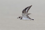 Semipalmated Plover