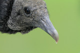 Black Vulture