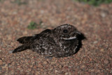 Common Poorwill