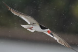 Black Skimmer