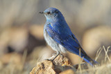 Mountain Bluebird