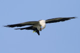 Swallow-tailed Kite