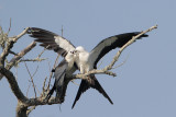 Swallow-tailed Kite