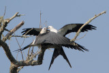 Swallow-tailed Kite