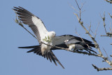 Swallow-tailed Kite