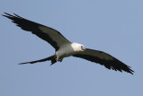 Swallow-tailed Kite