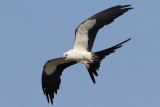 Swallow-tailed Kite