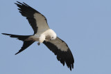 Swallow-tailed Kite