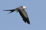 Swallow-tailed Kite