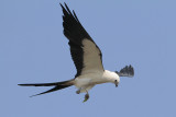 Swallow-tailed Kite