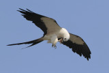 Swallow-tailed Kite