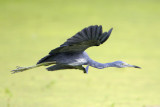 Little Blue Heron