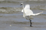 Reddish Egret