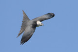 Swallow-tailed Kite