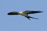 Swallow-tailed Kite