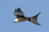 Swallow-tailed Kite