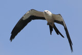 Swallow-tailed Kite