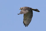 Broad-winged Hawk