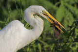 Great Egret w/Rat