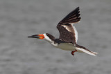 Black Skimmer