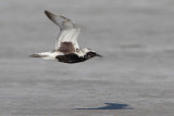 Black-bellied Plover