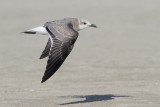 Laughing Gull