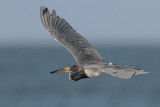 Tricolored Heron