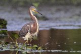 Tricolored Heron