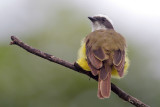 Social Flycatcher