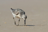 Red Knot