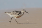 Red Knot