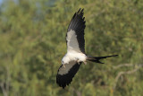 Swallow-tailed Kite