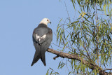 Swallow-tailed Kite