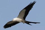 Swallow-tailed Kite