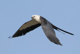 Swallow-tailed Kite