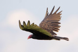 Turkey Vulture