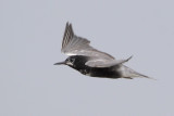 Black Tern