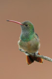 Buff-bellied Hummingbird