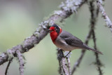 Red-faced Warbler