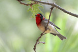 Red-faced Warbler