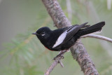 Painted Redstart