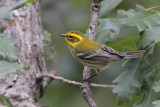 Townsends Warbler