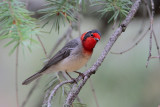 Red-faced Warbler