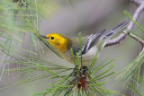 Hermit Warbler