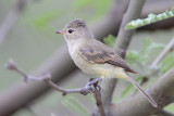 Northern Beardless Tyrannulet