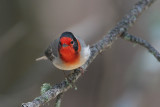 Red-faced Warbler