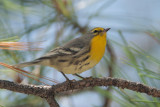 Graces Warbler